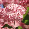 紫陽花ｰ11