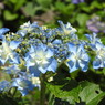 紫陽花ｰ13