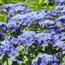紫陽花15