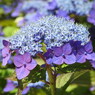 紫陽花ｰ16