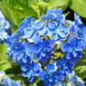 紫陽花ｰ18