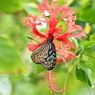 リュウキョウアサギマダラ