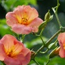 小斎直也の凌霄花（ノウゼンカズラ）