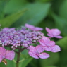 紫陽花10 2018 PENTACON1.8/50/EP2