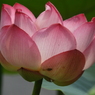 蓮11