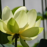 蓮13