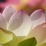 蓮15