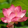 蓮19