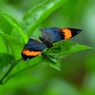 コノハチョウ