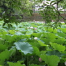 はす