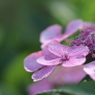 紫陽花11 2018 PENTACON1.8/50/EP2