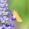 花と蝶　5887　ブルーサルビアとイチモンジセセリ