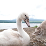 白鳥ですがなにか？