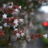 写真句：夕まぐれ