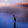 Morning Gｌow　（１）