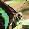 青い天使の横顔、、、。