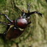 路傍　カブトムシ