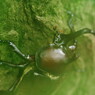 路傍　カブトムシ　Ⅱ