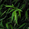 枯山水