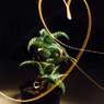 A Succulent 04 /light painting2