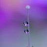 希望の花