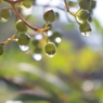 雫
