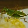 路傍　キリギリス