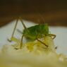 路傍　キリギリス　Ⅱ