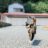 にゃーーーん