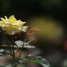 初夏　薔薇