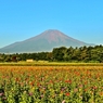 夏富士には、百日草が良く似合う・・・