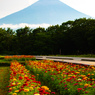 花の路