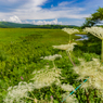 八島ケ原高層湿原５