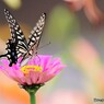 この花好きで～す、、、。