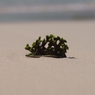 取り残された「夏」