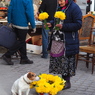 花売りと犬