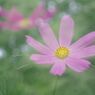 晩夏　コスモス