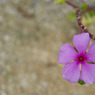 何の花なんだろう？