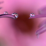 花びらぬれて