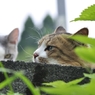 ライバル