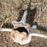 Spinal bone