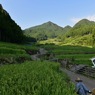 四谷の棚田