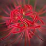 曼珠沙華
