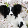 はじめての桜