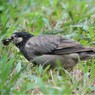 カミキリ虫の幼虫とムクドリ