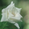 晩夏　夏バラ