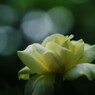 晩夏　夏バラ　Ⅱ