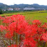 １０彼岸花12