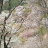 高嶺の桜なう