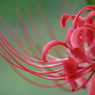 曼珠沙華